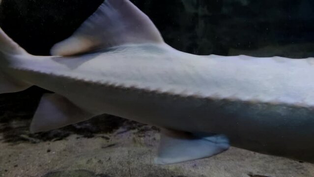 Close-up side view of white albino Beluga sturgeon (Huso huso) swimming in freshwater aquarium. Soft focus. Slow motion video. Fish farming theme.