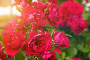 Red roses in the garden in the sun.