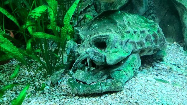 Close-up view of scary decorative skull lying on bottom of fish tank with turquoise colored water near  green aquatic plants. Soft focus. Slow motion video. Halloween decoration theme.