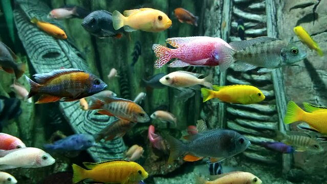 Large group of colorful fishes swims in tropical aquarium tank. African mask in the background is used as decoration. Selective focus. 4K resolution slow motion video. Fish keeping theme.