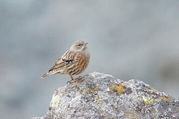 The alpine accentor (Prunella collaris) is a small passerine bird in the family Prunellidae, which is native to Eurasia and North Africa.
Picture taken in the Alps Mountains, Italy.