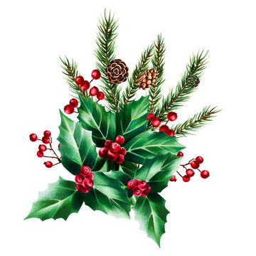 Watercolor christmas holly berry, spruce and pine branch, cedar, fir and larch cone. New year botanical illustration of realistic red berries isolated on white background. For designers, deco