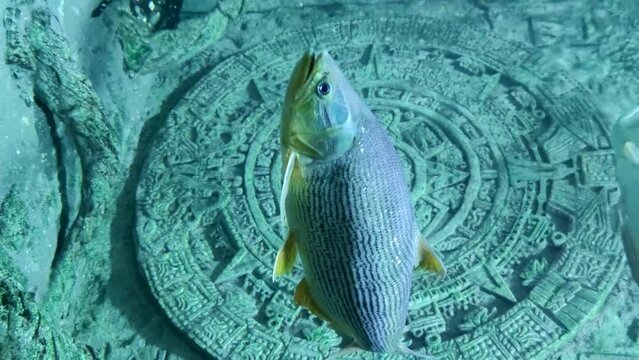 Selective focus. Aztec sun stone (calendar) stands underwater. Blurred Salminus brasiliensis (golden dorado, dourado or jaw characin) fish swims in river water. Vertical video. Adventure theme.