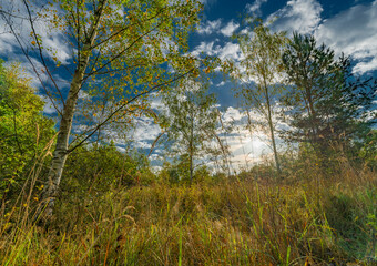 Fototapeta na wymiar View near Vrbenske ponds with color autumn trees and meadows