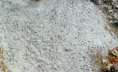 Crystallized salt on a muddy bottom in the upper Kuyalnitsky estuary