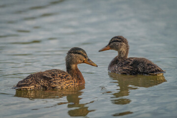 Young ducks on Vrbenske ponds in autumn sunny morning