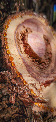 A close up view of a Juniper tree's sap sealing a wound from freshly cut of branch.