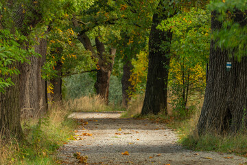 Leaf tree alley in autumn color morning near Vrbenske ponds