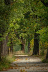 Obraz premium Leaf tree alley in autumn color morning near Vrbenske ponds