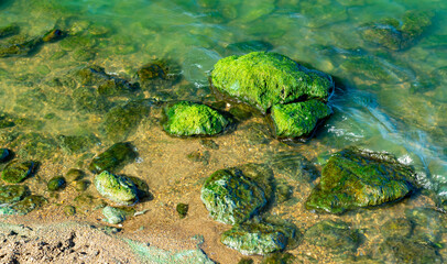 Natural landscape, green Enteromorpha algae on rocks near the shore of the Khadzhibey estuary
