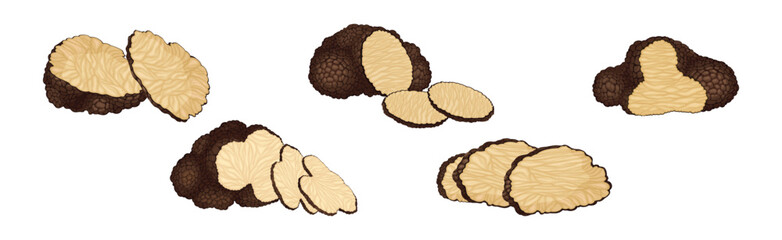 Black Truffle Mushroom as Delicious Food Ingredient for Cooking Vector Set