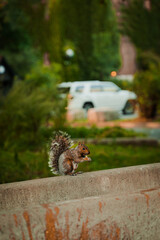 Squirrel eating in Canada