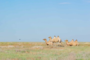 Several camels watching a flying drone in the steppe