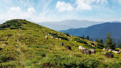 sheep herd on the grassy slopes and meadows. mountains of chornohora ridge in the distance. sunny weather in late summer
