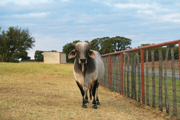 Texas ranch with brahman bull portrait during summer drought.