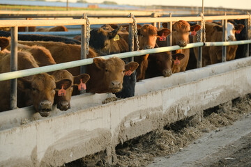 Cattle at feed lot eating in a row out of concrete feeder, agriculture beef industry concept.
