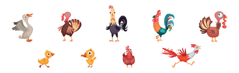 Farm Poultry Birds and Feathered Winged Animal Vector Set