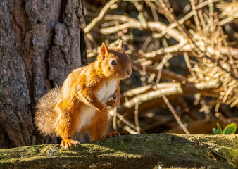 Cute and curious little scottish red squirrel in the woodland 