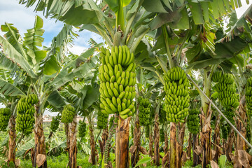 Green tropical banana fruits close-up on banana plantation - 664049807