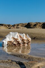 Shells in the water on the beach with blue sky background.