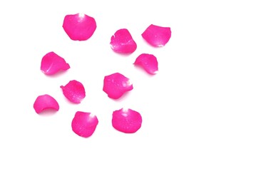 Blurry a group of sweet pink rose corollas with droplets on white isolated background with copy space