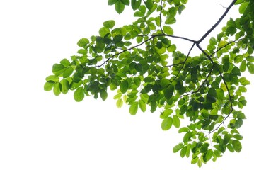 Obraz premium A Tropical tree with leaves branches and sunlight, on white isolated background for green foliage backdrop 