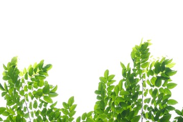 Obraz premium A Tropical tree with leaves branches and sunlight, on white isolated background for green foliage backdrop 