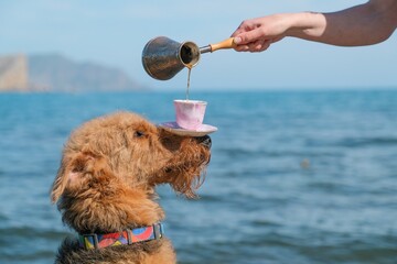 Cute airedale terrier dog holding cup of coffee on the nose on beautiful sea background 