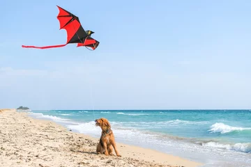 Fototapeten Cute airedale terrier dog flying a kite on sea cost beach  © Natalya