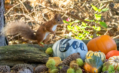 Adorable and curious little scottish red squirrel amongst a range of different pumpkins in October for Halloween with beautiful autumnal colours 