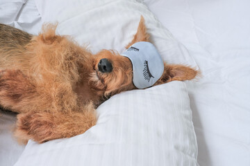 Cute airedale terrier dog laying on bad in sleeping mask 