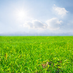 Fototapeta na wymiar green rural field at the sunny day