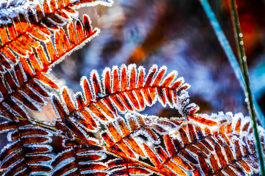 Fern leaf macro view. Aged brown yellow forest plant Dryopteris filix-mas pattern, winter. HDR Image (High Dynamic Range).