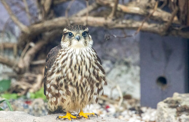 Female merlin falcon bird of prey