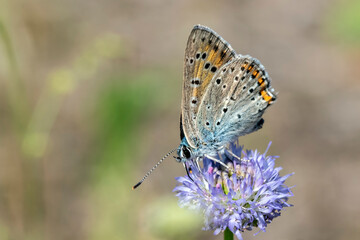 Little butterfly