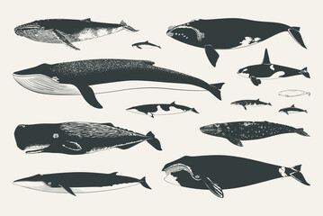 Set of isolated vector whales. Collection of hand drawn cetaceans silhouettes.