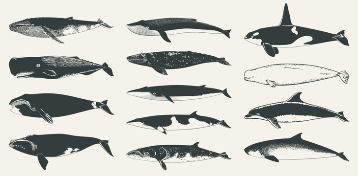 Set of isolated vector whales. Collection of hand drawn cetaceans silhouettes.