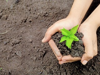 Hand holding seeds on soil background for planting in garden. Planting trees to reduce global warming, World Environment Day Concept