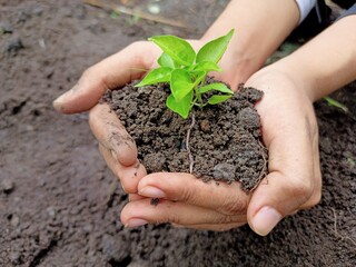 Hand holding seeds on soil background for planting in garden. Planting trees to reduce global warming, World Environment Day Concept