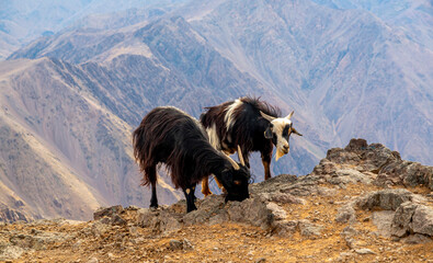 Domestic Moroccan goats in Atlas mountain in Toubkal national park, Morocco - obrazy, fototapety, plakaty