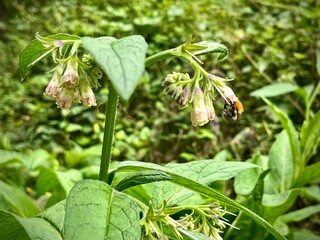 summer close-up of a wild plant with bell-shaped flowers, surrounded by green leaves, a natural composition that captures the vibrant essence of summer
