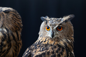 Mysterious Owl with Intense Orange Eyes in a Dark, Enigmatic Setting. Stunning Close-up of a Nocturnal Hunter.