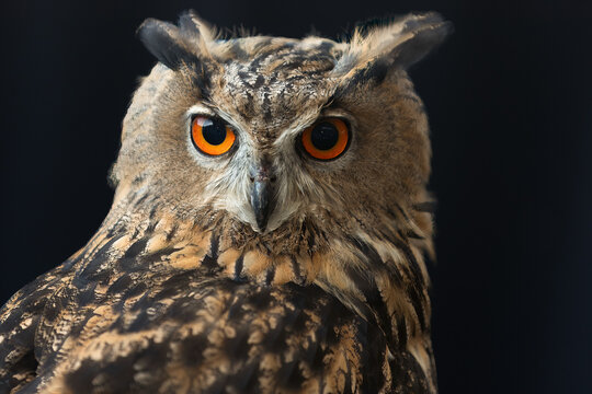 A Close-up Glimpse of a Magnificent Owl with Penetrating Orange Eyes. A Symbol of Nighttime Majesty and Wisdom in Wildlife Photography.