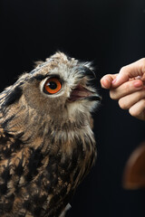 An owl being gently caressed by a hand, showcasing a unique and heartwarming connection between humans and nature