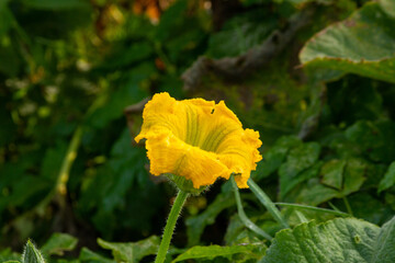 Pumpkin flower bright yellow like the sun
