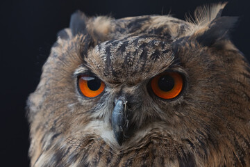 close up of a owl, A captivating portrait of an owl with piercing orange eyes, showcasing the mesmerizing beauty of this magnificent bird of prey in intricate detail