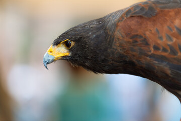 In the Presence of Elegance: A Captivating Close-Up Revealing the Harris's Hawk's Plumage Richness and Intense Gaze