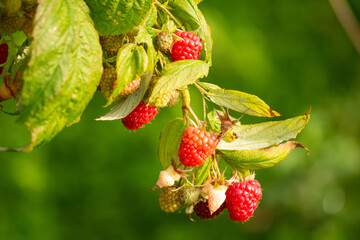 Big and sweet autumn raspberries filled with solar energy