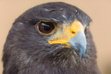 Close-Up Elegance: Exploring the Harris's Hawk's Plumage and Fierce Stare in Exquisite Detail