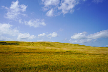 View looking over golden wheat fields
